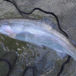 雪降る天竜川でがんばる ～天竜川ルアーフライテンカラ専用区～